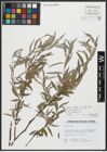 Foto von Salix alba subsp. alba L.